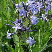 Amsonia 'Blue Ice' Amsonia 'Blue Ice'