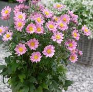 Anemone x 'Fantasy Pocahontas' Anemone x 'Fantasy Pocahontas'