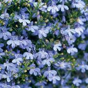 Lobelia erinus 'Laguna Sky Blue' Lobelia erinus 'Laguna Sky Blue'