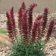 Echium amoenum Echium amoenum