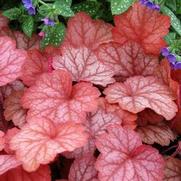 Heuchera hybrid 'Georgia Peach'