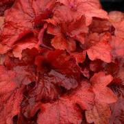 Heuchera hybrid 'Fire Alarm' Heuchera hybrid 'Fire Alarm'
