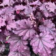 Heuchera hybrid 'Forever Purple' Heuchera hybrid 'Forever Purple'