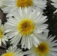 Leucanthemum superbum 'Real Glory' Leucanthemum superbum 'Real Glory'