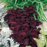 Coleus 'Dragon Black' Coleus 'Dragon Black'