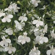 Lobelia erinus 'Laguna White' Lobelia erinus 'Laguna White'