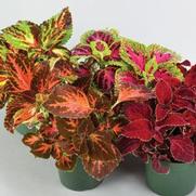 Coleus 'Rainbow Mix' Coleus 'Rainbow Mix'