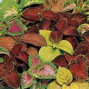 Coleus 'Wizard Mix' Coleus 'Wizard Mix'