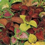 Coleus 'Wizard Mix'