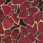 Coleus 'Wizard Scarlet' Coleus 'Wizard Scarlet'