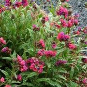 Pulmonaria 'Raspberry Splash' Pulmonaria 'Raspberry Splash'