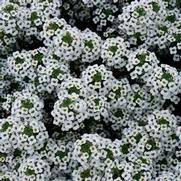 Lobularia hybrid 'Snow Princess' Lobularia hybrid 'Snow Princess'