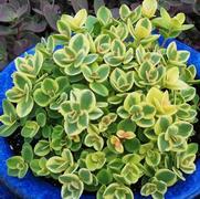 Sedum hybrid 'SunSparkler Lime Twister'