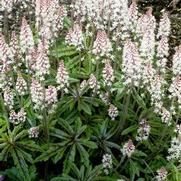 Tiarella 'Candy Striper' Tiarella 'Candy Striper'