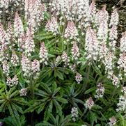 Tiarella 'Candy Striper'