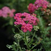 Achillea millefolium 'New Vintage Rose'