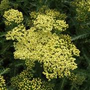 Achillea millefolium 'Sunny Seduction'