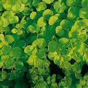 Lysimachia nummularia 'Goldilocks' Lysimachia nummularia 'Goldilocks'
