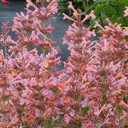 Agastache hybrid 'Kudos Ambrosia' Agastache hybrid 'Kudos Ambrosia'