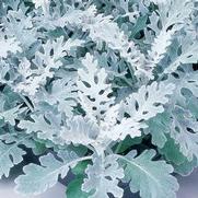 Dusty Miller 'Maritima Silverdust'