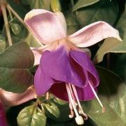 Fuchsia hybrid 'Lena' Fuchsia hybrid 'Lena'