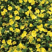 Mecardonia hybrid 'Gold Dust' Mecardonia hybrid 'Gold Dust'