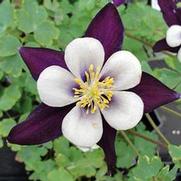 Aquilegia hybrid 'Swan Violet and White'