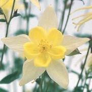 Aquilegia hybrid 'Swan Yellow'