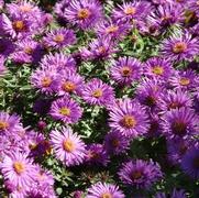 Aster novae-angliea 'Purple Dome'