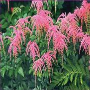 Astilbe thunbergii 'Ostrich Plume'
