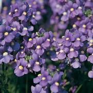 Nemesia fruticans 'Bluebird' Nemesia fruticans 'Bluebird'