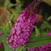 Buddleia davidii 'Buzz Purple' Buddleia davidii 'Buzz Purple'