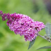 Buddleia davidii 'Buzz Soft Pink'