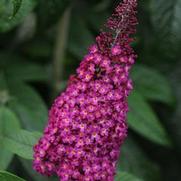 Buddleia davidii 'Cranrazz' Buddleia davidii 'Cranrazz'