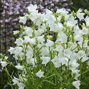 Campanula persicifolia 'Takion White'