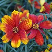Coreopsis verticillata 'Lightning Bug' Coreopsis verticillata 'Lightning Bug'
