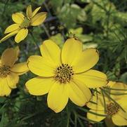 Coreopsis verticillata 'Zagreb' Coreopsis verticillata 'Zagreb'