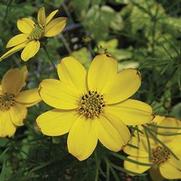 Coreopsis verticillata 'Zagreb'