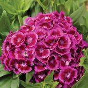 Dianthus barbatus 'Barbaraini Purple Bicolor' Dianthus barbatus 'Barbaraini Purple Bicolor'