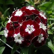 Dianthus barbatus 'Beauty Homeland' Dianthus barbatus 'Beauty Homeland'
