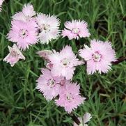 Dianthus gratianopolitanus 'Bath's Pink' Dianthus gratianopolitanus 'Bath's Pink'