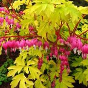 Dicentra spectabilis 'Goldheart' Dicentra spectabilis 'Goldheart'