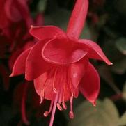 Fuchsia hybrid 'Marinka' Fuchsia hybrid 'Marinka'