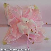 Fuchsia hybrid 'Pink Marshmallow' Fuchsia hybrid 'Pink Marshmallow'