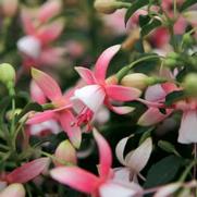 Fuchsia hybrid 'Shadow Dancer Rosella' Fuchsia hybrid 'Shadow Dancer Rosella'