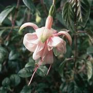 Fuchsia hybrid 'Southgate' Fuchsia hybrid 'Southgate'