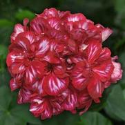 Geranium Ivy 'Precision Burgundy Ice Improve' Geranium Ivy 'Precision Burgundy Ice Improve'