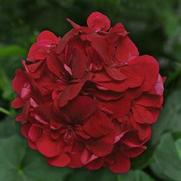 Geranium Ivy 'Precision Burgundy'