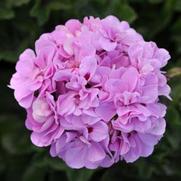 Geranium Ivy 'Precision Lavender Blue'