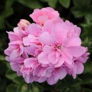 Geranium Ivy 'Precision Pink Light' Geranium Ivy 'Precision Pink Light'
